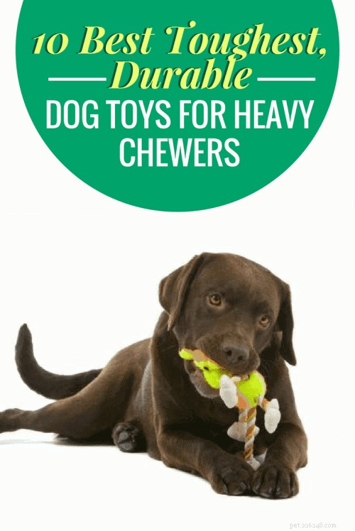 Top 10 Indestructible Dog Toys for Heavy Chewers – Durable, Safe & Long‑Lasting