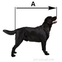 How to Choose the Right Dog Crate Size & Type: A Complete Expert Guide
