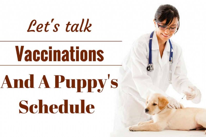 Puppy Vaccination Guide: Why, What, and Timing