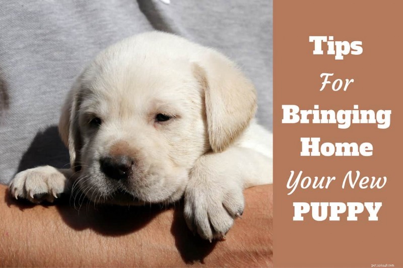 Essential Guide to Preparing for Your New Puppy’s Arrival