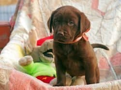 Essential Guide to Preparing for Your New Puppy’s Arrival