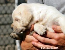 Essential Guide to Preparing for Your New Puppy’s Arrival