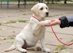 Essential Guide to Preparing for Your New Puppy’s Arrival