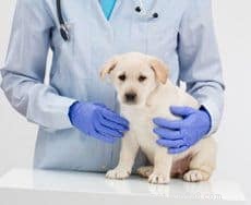 Essential Guide to Preparing for Your New Puppy’s Arrival