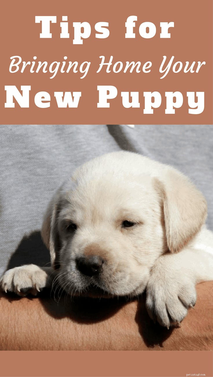 Essential Guide to Preparing for Your New Puppy’s Arrival