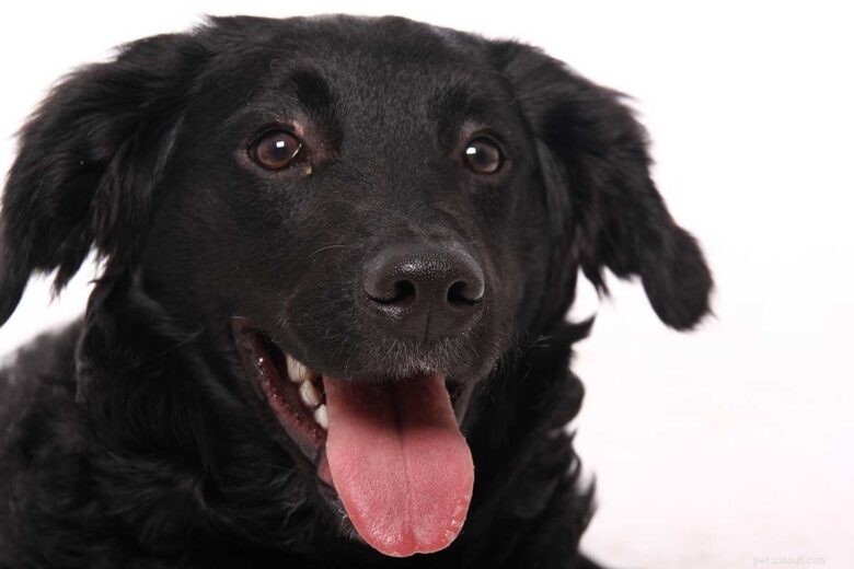 Lab Chow Mix (Chabrador): What to Expect from a Friendly, Loyal Companion