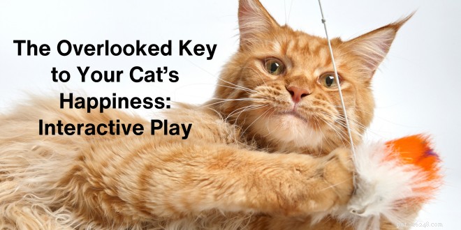 Unlock Your Cat’s Joy: The Essential Guide to Interactive Play