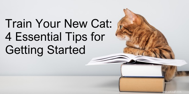Master Cat Training: 4 Proven Tips for New Owners