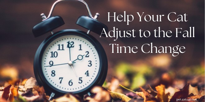Guide to Helping Your Cat Adjust to the Autumn Clock Change
