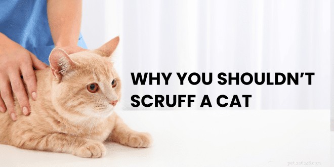 The Case Against Scruffing: Humane Alternatives for Cat Handling