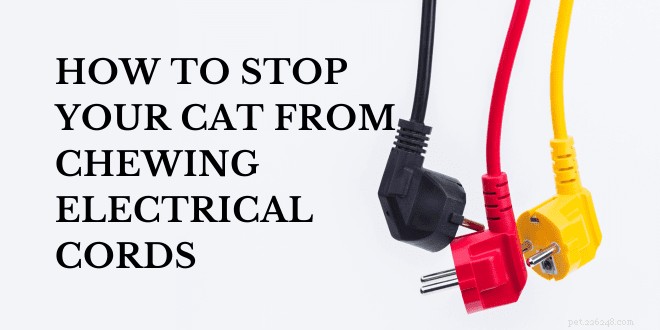 Keep Your Cat Safe: Proven Tips to Stop Cats from Chewing Electrical Cords