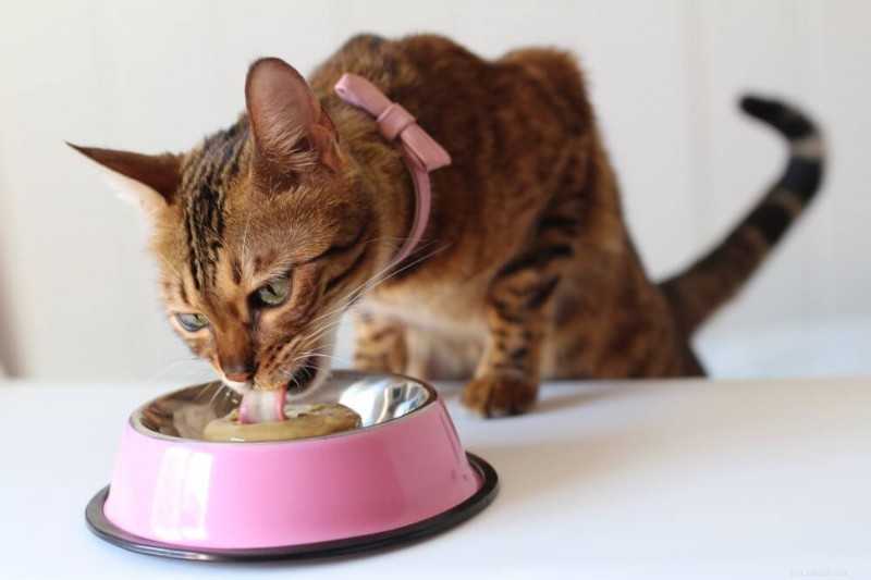 Top 6 Premium Cat Foods for Bengal Cats – Expert-Recommended & Nutritious