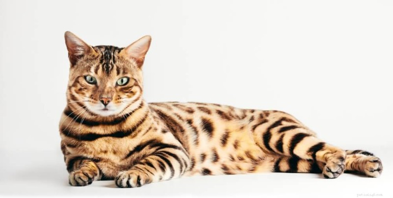 Top 6 Premium Cat Foods for Bengal Cats – Expert-Recommended & Nutritious