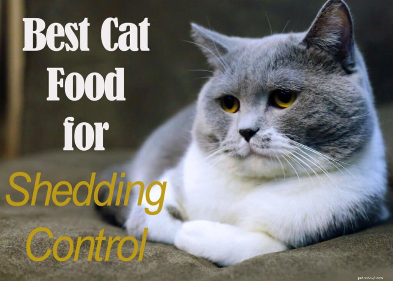 Top 7 Cat Foods to Reduce Shedding & Keep Fur Healthy