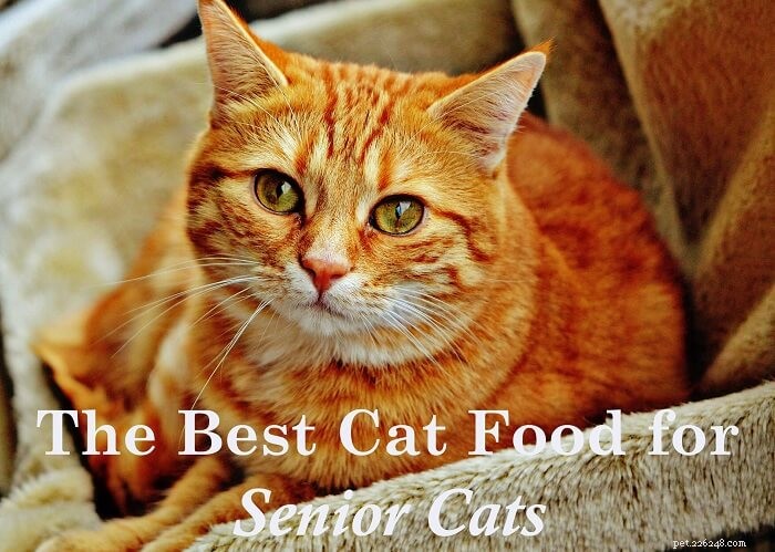 Top 5 Senior Cat Foods: Boost Health & Longevity