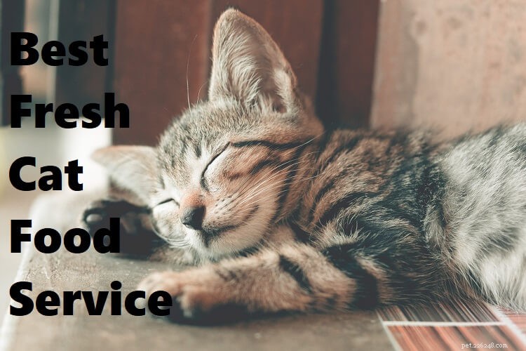 Top 4 Fresh Cat Food Delivery Services for Healthy, Convenient Feeding