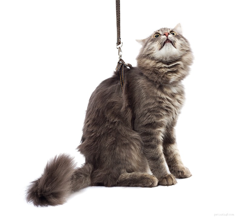 How to Train Your Cat to Walk on a Leash Safely