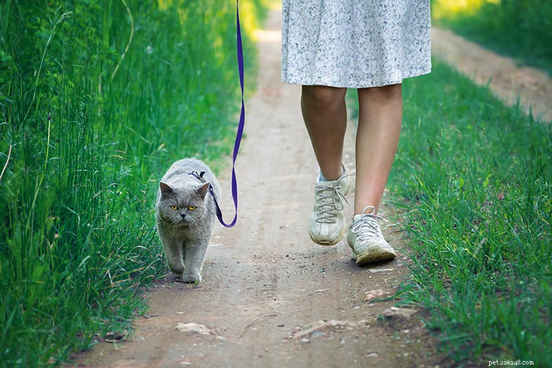 How to Train Your Cat to Walk on a Leash Safely