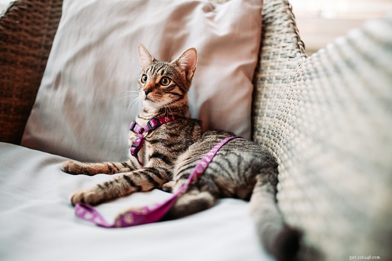 How to Train Your Cat to Walk on a Leash Safely