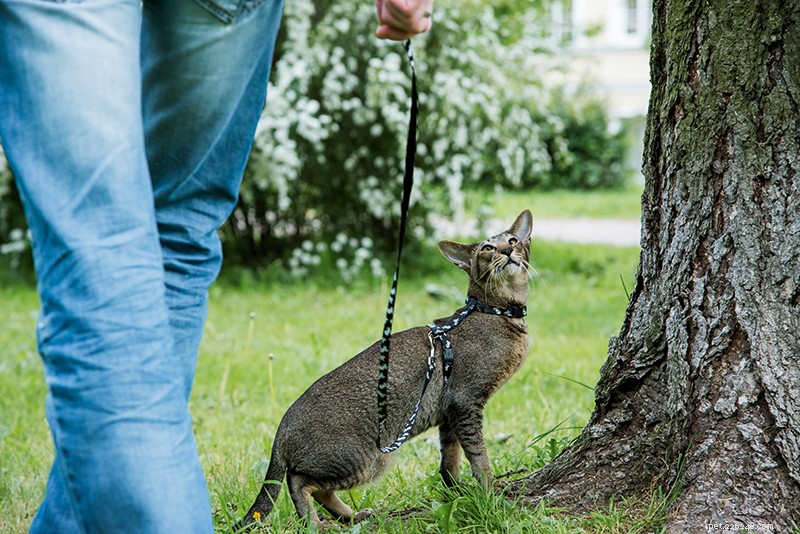 How to Train Your Cat to Walk on a Leash Safely