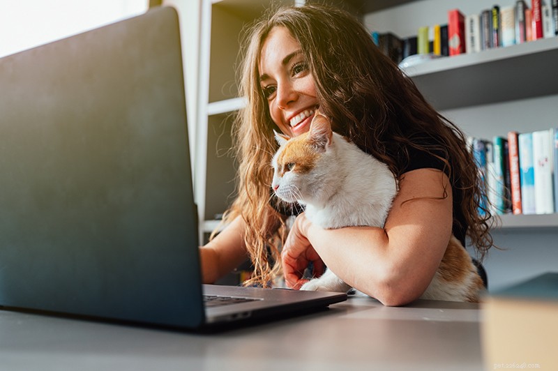 How to Train Your Cat to Walk on a Leash Safely