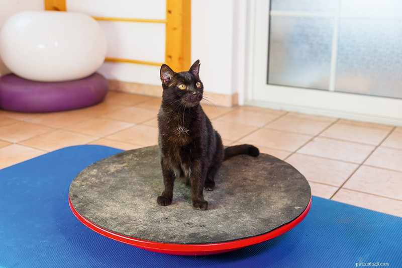 Managing Osteoarthritis in Cats: Practical Care Tips for Senior Pets