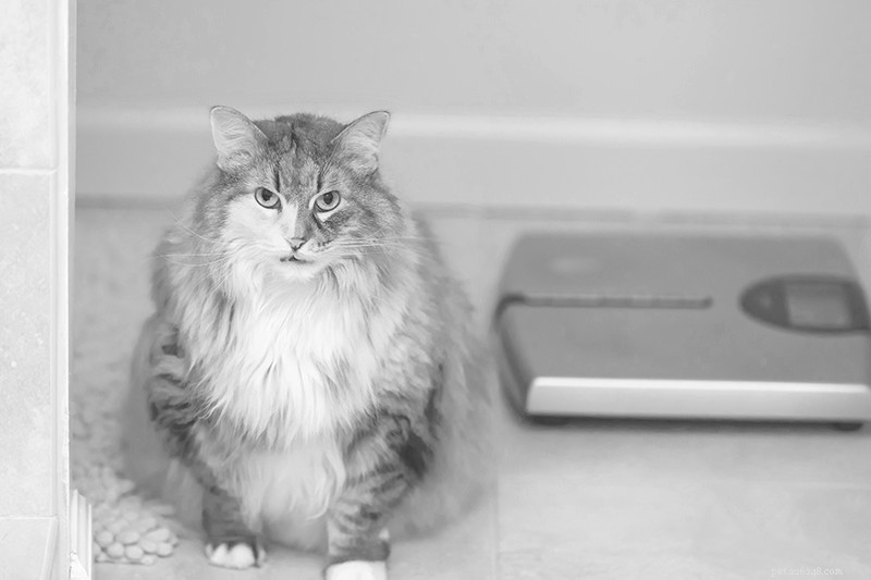 Managing Osteoarthritis in Cats: Practical Care Tips for Senior Pets