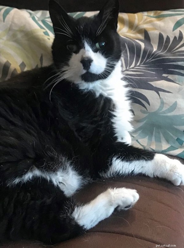 Managing Osteoarthritis in Cats: Practical Care Tips for Senior Pets
