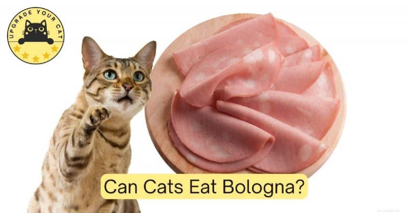 Is Bologna Safe for Cats? Expert Guidance on Feeding Your Feline