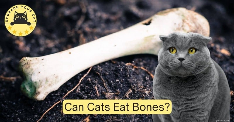 Are Bones Safe for Cats? A Veterinary Guide to Feline Bone Consumption