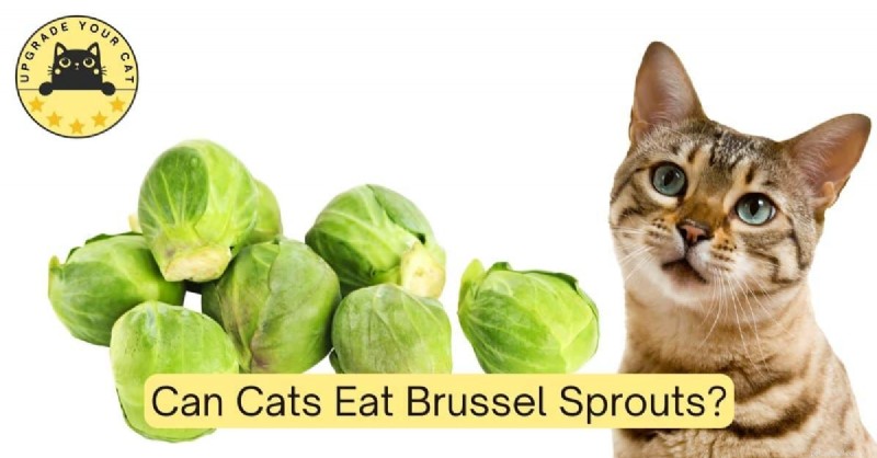 Are Brussels Sprouts Safe for Cats? Expert Guide to Feline Nutrition