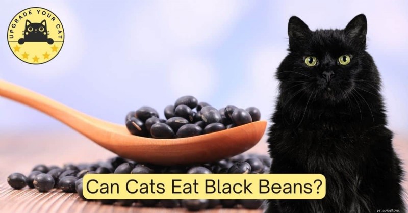 Can Cats Safely Eat Black Beans? Expert Insights on Feline Nutrition
