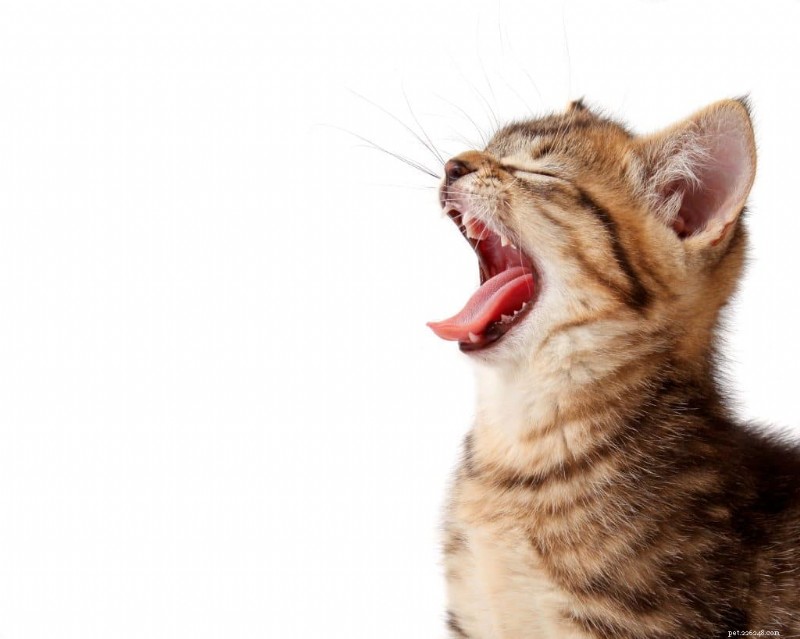 Is Cooked Spinach Safe for Cats? Risks, Benefits & Feeding Tips