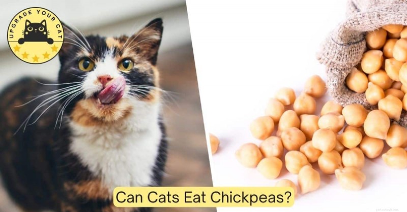 Can Chickpeas Be Safely Added to Your Cat’s Diet? Vet-Backed Guidance on Benefits and Risks