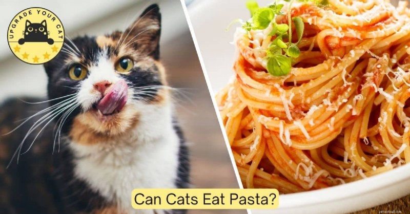 Can Cats Safely Eat Pasta? Expert Guidance