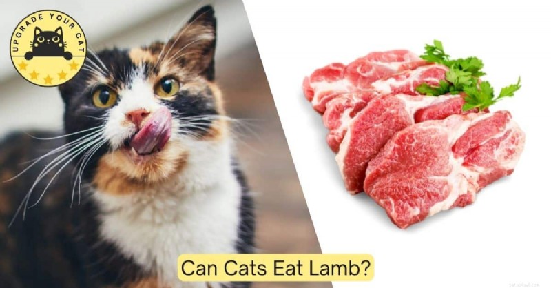 Can Cats Safely Eat Lamb? Risks, Benefits & Feeding Guidelines