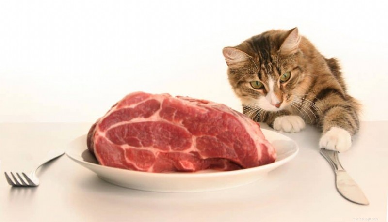 Can Cats Safely Eat Lamb? Risks, Benefits & Feeding Guidelines