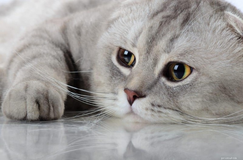 Can Cats Safely Eat Pickles? Expert Advice & Key Health Tips