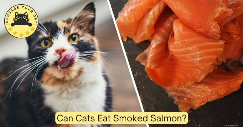 Smoked Salmon & Cats: Safe? Expert Guide to Feeding Fish Safely