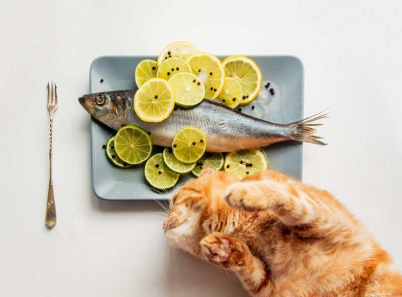 Smoked Salmon & Cats: Safe? Expert Guide to Feeding Fish Safely
