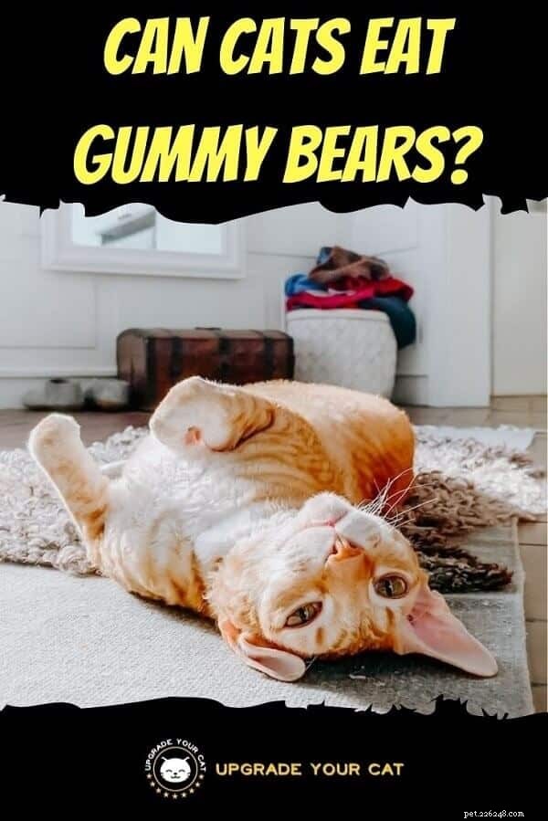 Cats & Gummy Bears: Why They re Unsafe and What to Do