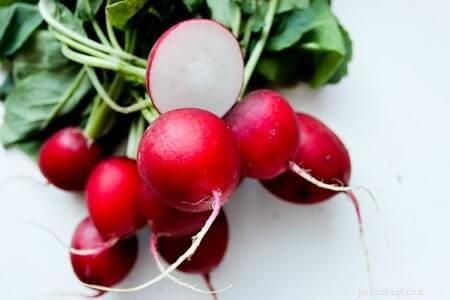 Are Radishes Safe for Cats? Expert Insights