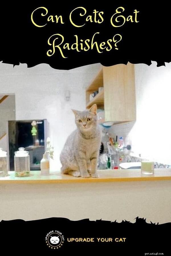 Are Radishes Safe for Cats? Expert Insights
