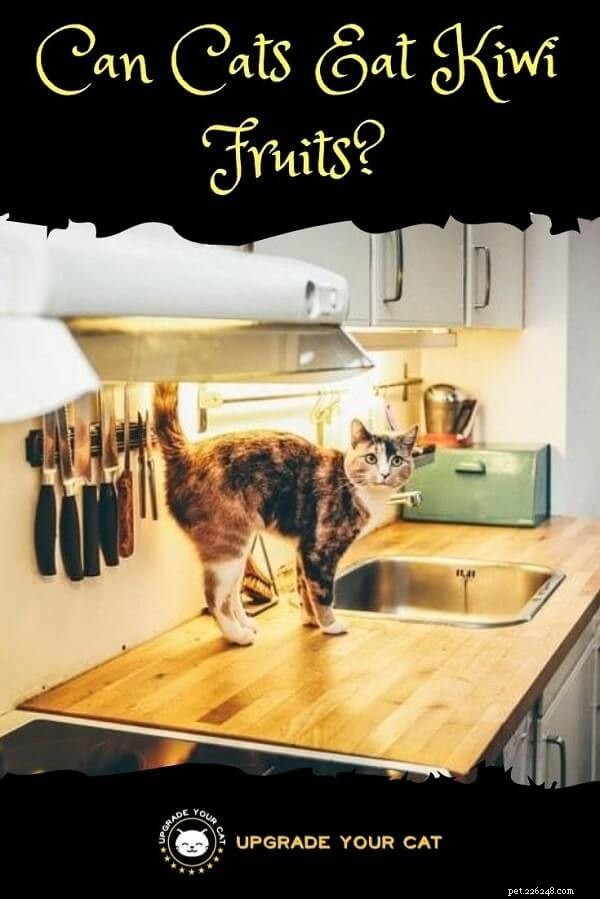 Can Cats Eat Kiwi? Safe Fruit Treats for Your Feline Friend