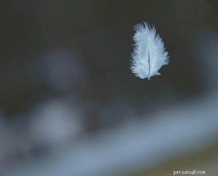 Can Cats Eat Feathers? Understanding the Risks and How to Protect Your Pet