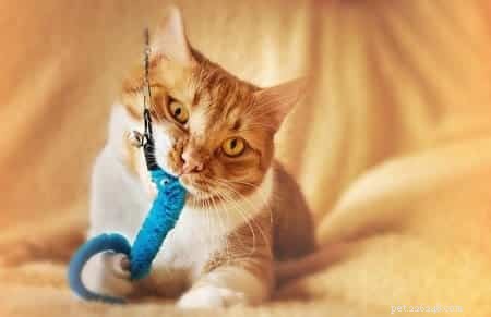 Can Cats Eat Feathers? Understanding the Risks and How to Protect Your Pet