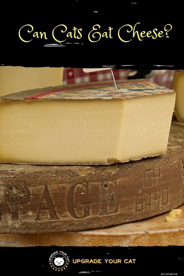 Can Cats Safely Eat Cheese? A Comprehensive Guide