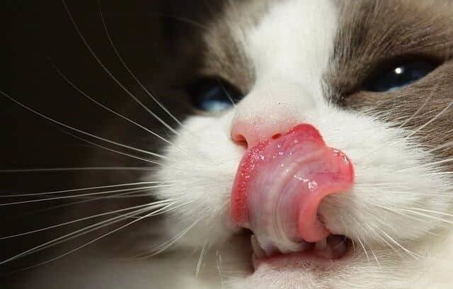 Can Cats Safely Eat Cheese? A Comprehensive Guide