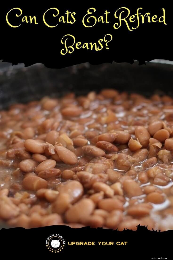 Are Refried Beans Safe for Cats? Find Out Why They Should Stay Away