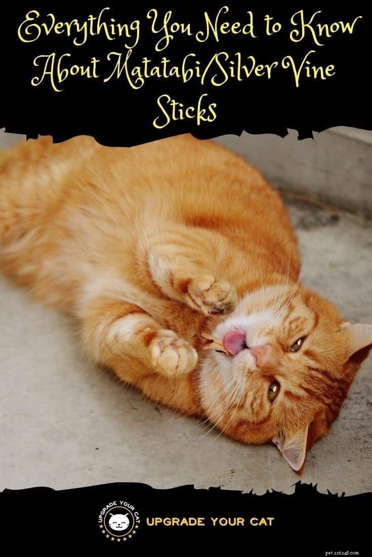 Matatabi Sticks for Cats: Safe, Potent Treats That Spark Joy & Playfulness